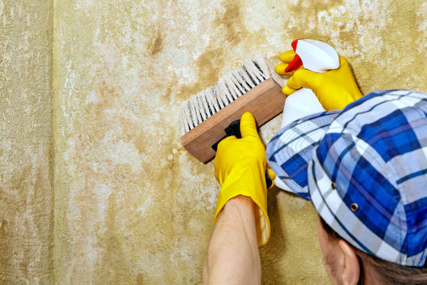 Best Mold Removal for HVAC Installations  in USA